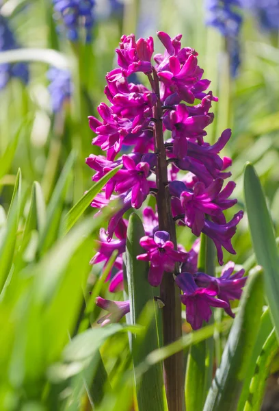 Purple hyacinth 'Woodstock' — Stock Photo, Image