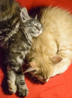 İki maine coon yavru kedi