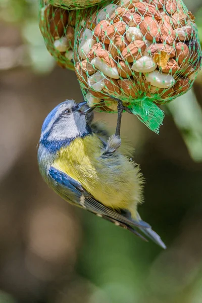 Teta azul comiendo . — Foto de Stock