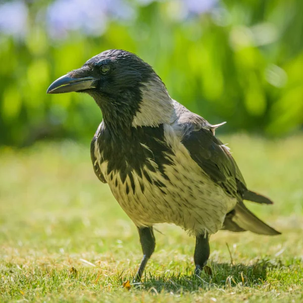 Portrait of a gray crow. — Stock Photo, Image