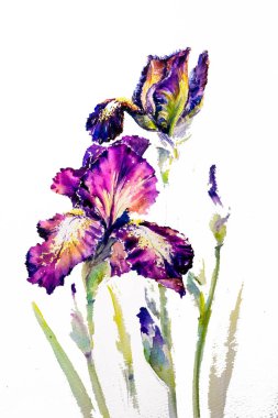 Iris suluboya boyalı
