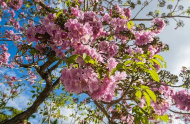 pembe çiçekler ağaç