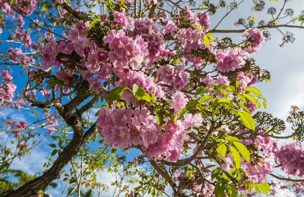 pembe çiçekler ağaç