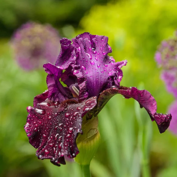 Iris en el jardín —  Fotos de Stock