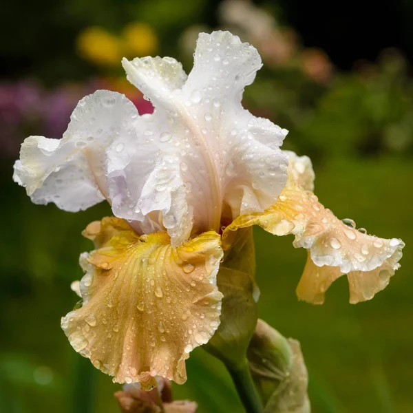 Íris no jardim — Fotografia de Stock