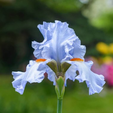Iris bahçede.