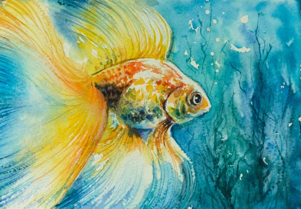 Золотая рыбка в воде . — стоковое фото
