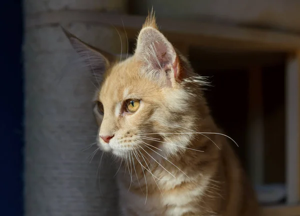 Crème maine coon — Photo