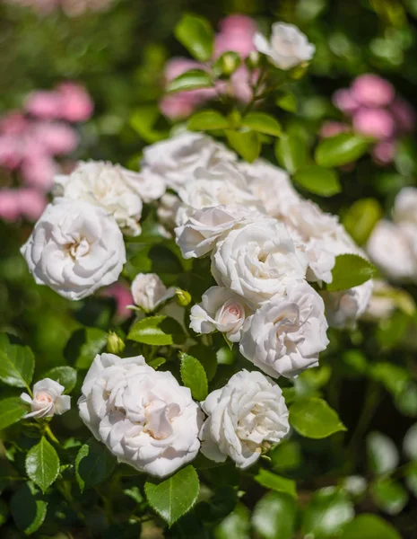 Jasny różowy Róża aspiryna — Zdjęcie stockowe