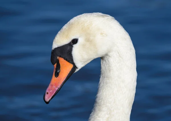 White swan  head — Stock Photo, Image