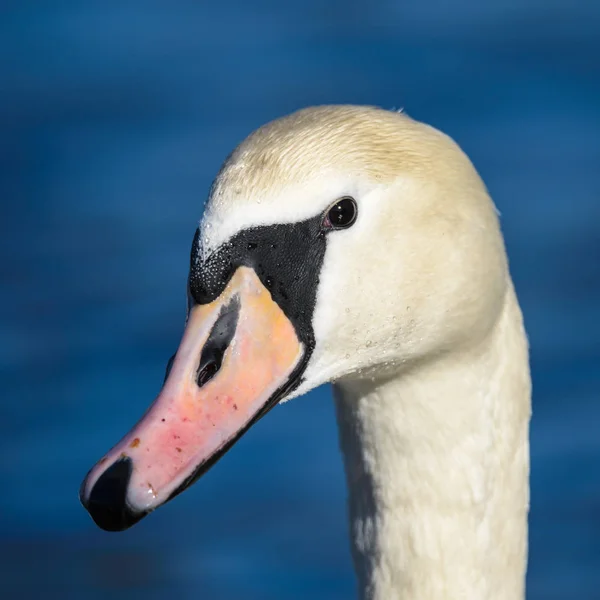 Cabeça de cisne branco — Fotografia de Stock