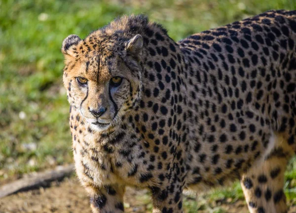 Gepard (acinonyx jubatus)) — Stockfoto