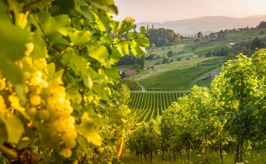 Steiermark yaz manzara