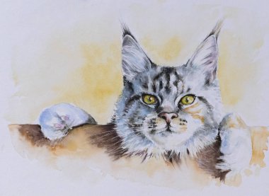 Maine coon portre