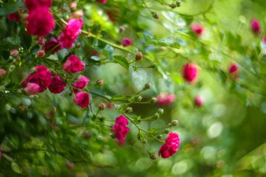 Kırmızı gül artalanları