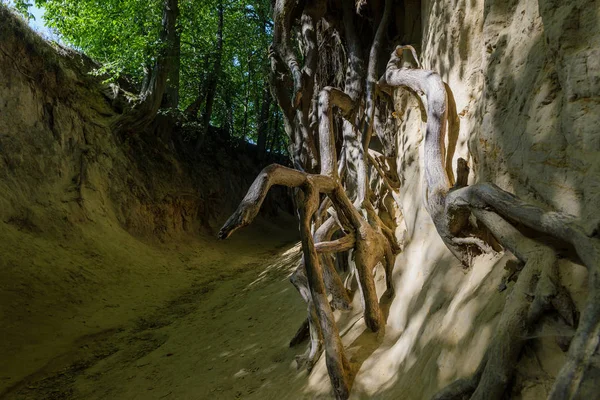 Garganta raíz, Polonia — Foto de Stock