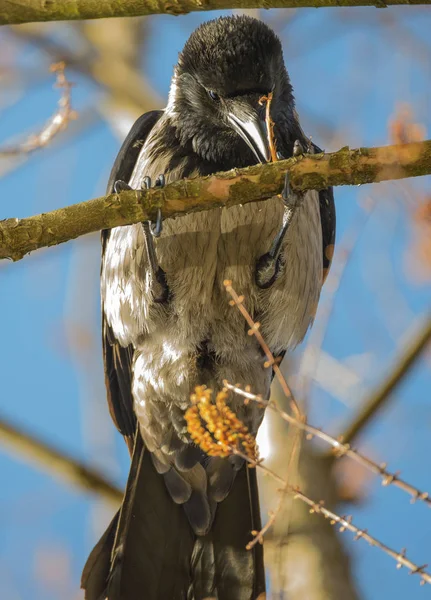 Portrait of a gray crow — Stock Photo, Image