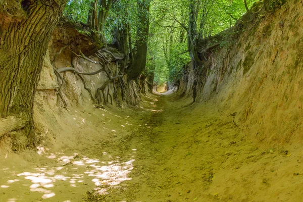 "Garganta raíz "paisaje — Foto de Stock