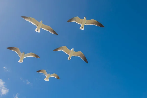 Gabbiani bianchi su sfondo cielo blu . — Foto Stock