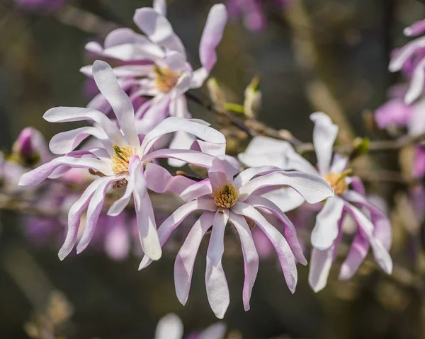 Çiçek açan Manolya yakın çekim