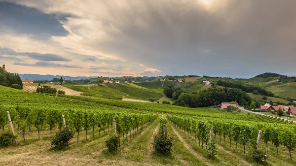 Paisaje con Viña Estiria Toscana — Foto de Stock