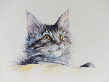 Genç sevimli Maine Coon portre. Suluboya ile oluşturduğunuz resmi.