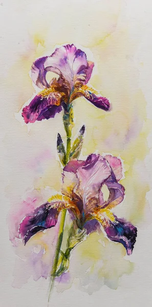 Aquarelle Iris Květina Pro Pozadí Textura Souhrnný Vzorek Rám Nebo — Stock fotografie