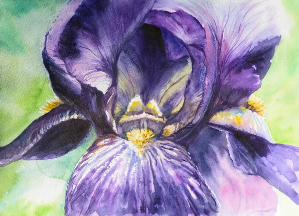 Aquarelle Iris Bloem Voor Achtergrond Textuur Wrapper Patroon Frame Rand — Stockfoto