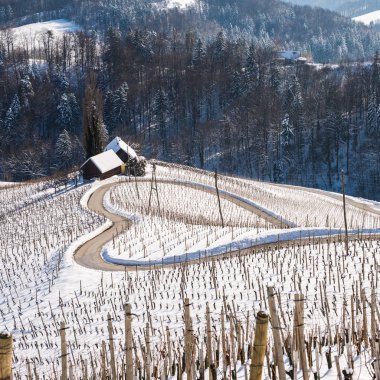 Slovenya 'da kış mevsiminde Şarabı Şarabı Yolu, Kalp Formu - Herzerl Caddesi, Kışın üzüm bağları, Spicnik, Styria, Slovenya.