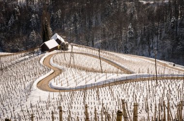 Slovenya 'da kış mevsiminde Şarabı Şarabı Yolu, Kalp Formu - Herzerl Caddesi, Kışın üzüm bağları, Spicnik, Styria, Slovenya.