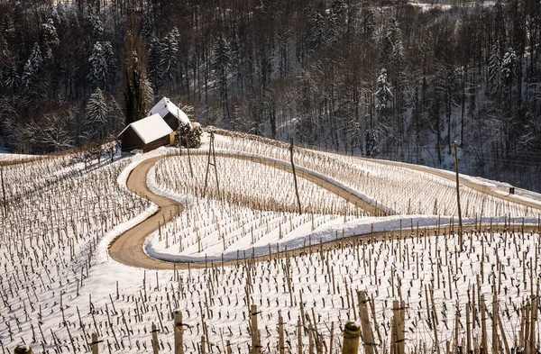 Famosa Strada Del Vino Forma Cuore Slovenia Inverno Forma Cuore — Foto Stock