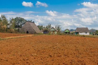 İçinde hangi o üretilen tütün bitki dünya puro en iyi ekilen Vinales Vadisi görüntüleyin. Küba, Pinar del Rio eyaletinde.