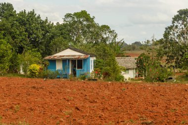 İçinde hangi o üretilen tütün bitki dünya puro en iyi ekilen Vinales Vadisi görüntüleyin. Küba, Pinar del Rio eyaletinde.