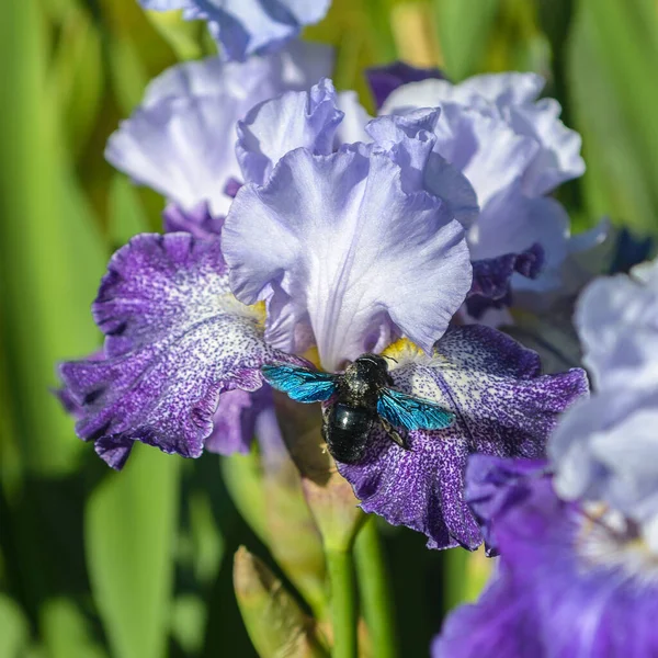 Primer Plano Flor Barbuda Iris Splashacata Con Abeja Carpintero Xylocopa — Foto de Stock