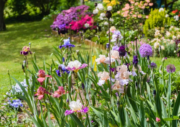 庭のカラフルな虹彩 多年生の庭 ガーデニング ひげそり虹彩オーストリアの庭でカラフルな虹彩のグループ — ストック写真