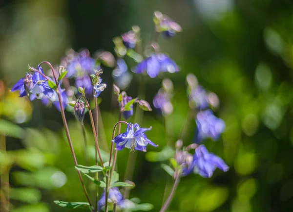 Gros Plan Une Aquilegia Canadensis Une Columbine Bleue Pleine Floraison — Photo