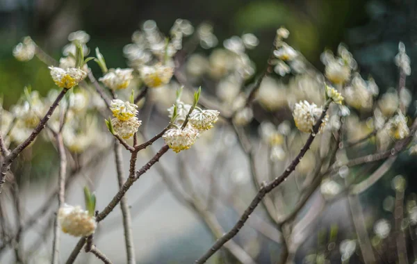 Nature Background White Spring Flowers Bush — Stock Photo, Image