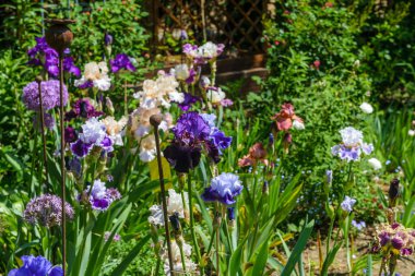Bahçede renkli irisler, çok yıllık bahçe. Bahçıvanlık. Avusturya Bahçesi 'nde sakallı iris grubu..