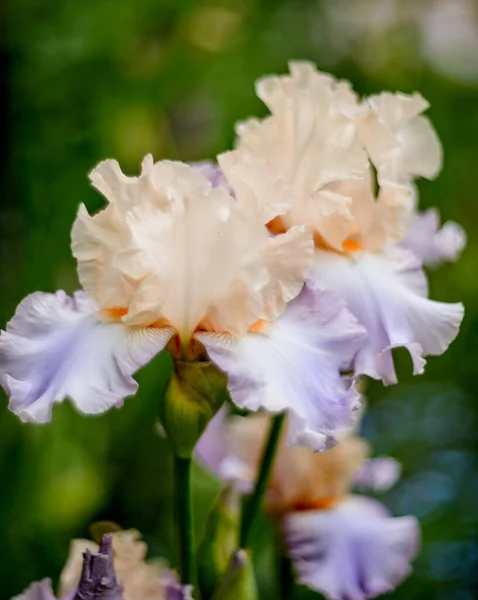 アイリス ゲルマニカ 花のひげそり虹彩の閉鎖庭での お祝いの歌 印象的な花 庭の装飾を持つ植物 — ストック写真