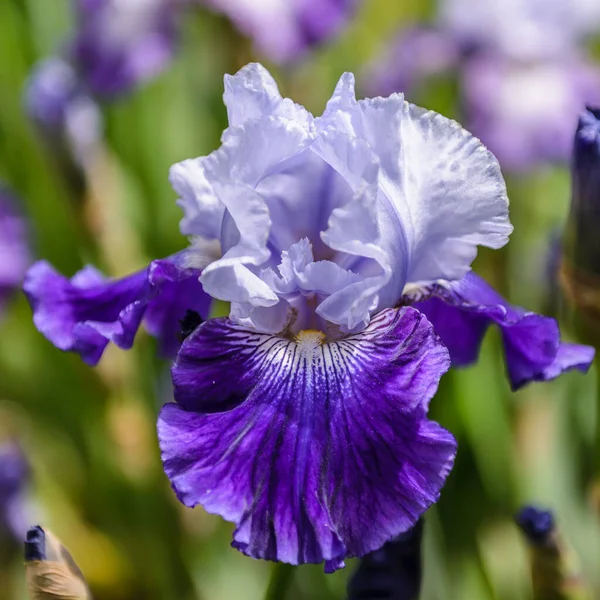 アイリス ゲルマニカ 花ひげそり虹彩の閉鎖庭の イゾベル パデン 印象的な花 庭の装飾を持つ植物 — ストック写真