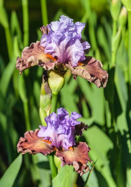 Iris Germanica Closeup Flower Bearded Iris Adoranova Garden Plant Impressive — Stock Photo, Image