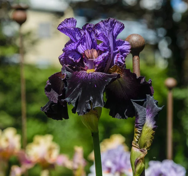 Iris Germanica Closeup Flower Bearded Iris One Kind Garden Plant — Stock Photo, Image