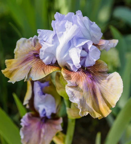 Iris Germanica Primer Plano Flor Barbuda Iris Jig Gaélico Jardín —  Fotos de Stock