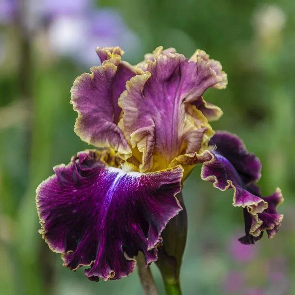 アイリス ゲルマニカ 庭での花壇の虹彩 モンマルトル の閉鎖印象的な花 庭の装飾のある植物 — ストック写真