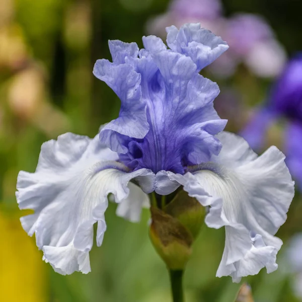 Iris Germanica Detailní Záběr Květinové Vousaté Duhovky Zimní Obloha Zahradě — Stock fotografie