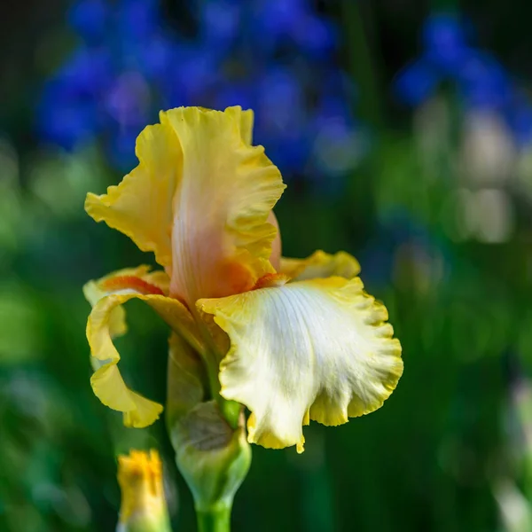 Iris Germanica Closeup Flor Barbuda Íris Capitão Crunch Jardim Uma — Fotografia de Stock