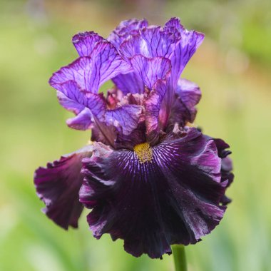 İris Germanica. Bahçedeki çiçek sakallı iris 