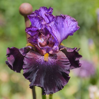 İris Germanica. Bahçedeki çiçek sakallı iris 