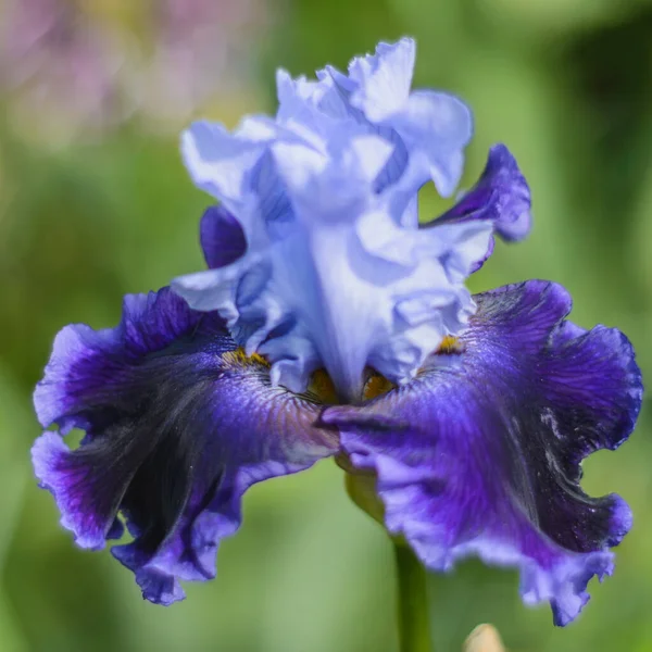 Iris Germanica Closeup Flor Barbuda Íris Global Crossing Jardim Uma — Fotografia de Stock