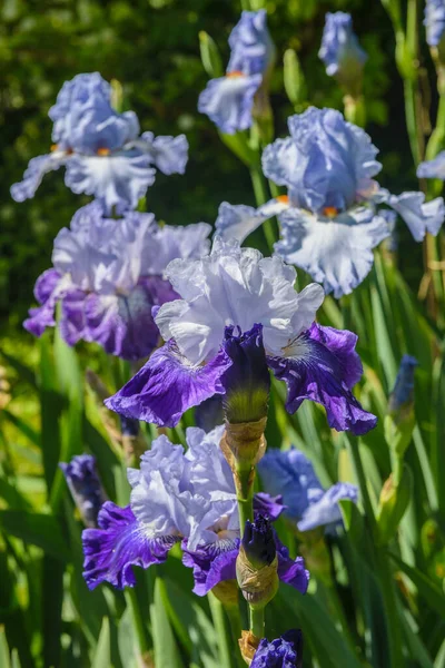 庭の青い虹彩 多年生の庭 ガーデニング ひげそり虹彩オーストリアの庭でカラフルな虹彩のグループ — ストック写真